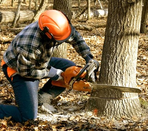 Tree Removal in Elmer, OK